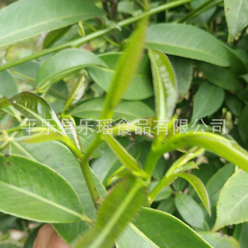 Factory Supply Guangxi Specialty Shiya Tea - Image 2
