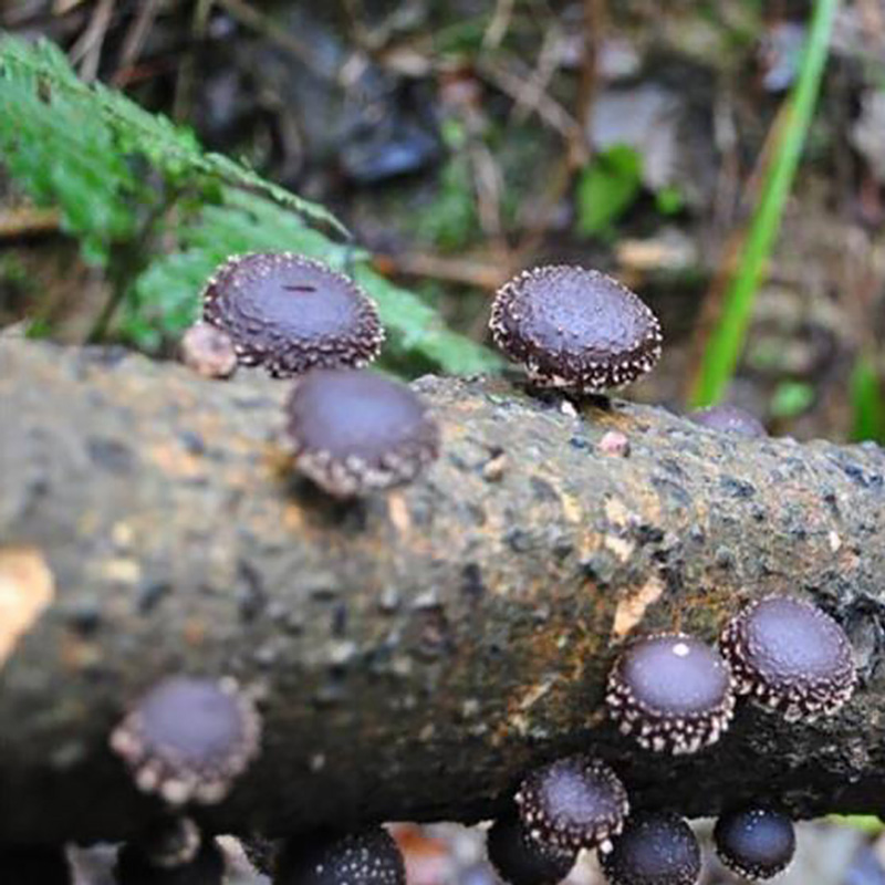Seasoning Ingredient Shiitake Mushroom Powder Wholesale Factory - Image 2
