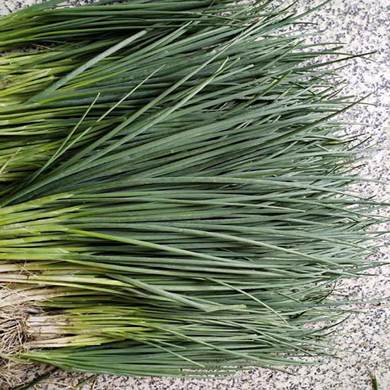 Factory Food Ingredient Scallion Powder - Image 4