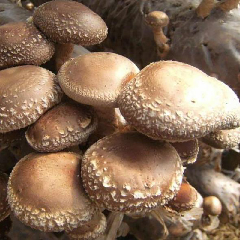 Seasoning Ingredient Shiitake Mushroom Powder Wholesale Factory - Image 3