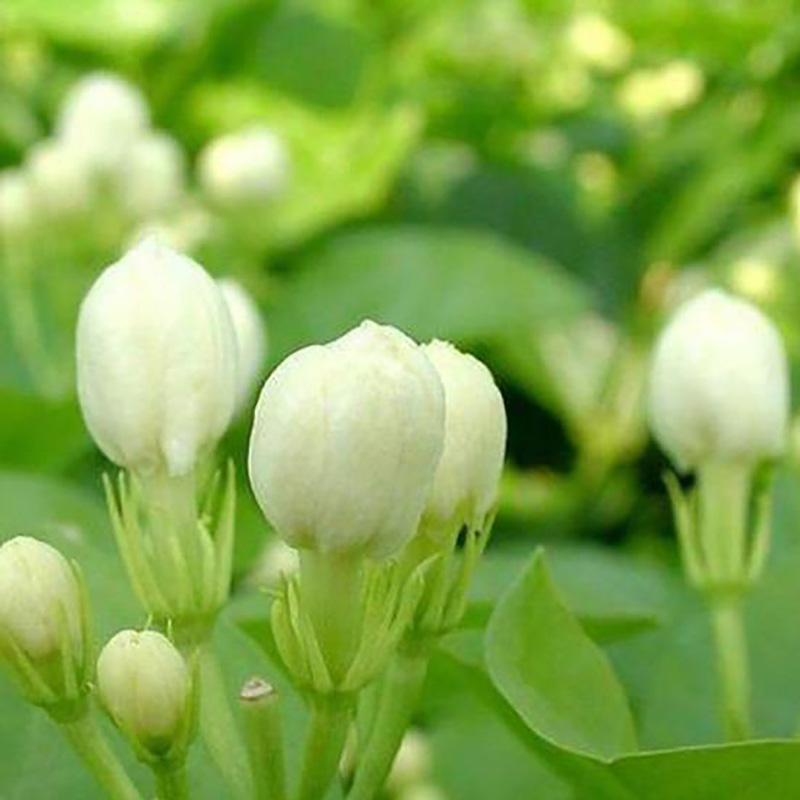Supply Guangxi Specialty Flower Fruit Tea Jasmine Powder - Image 3
