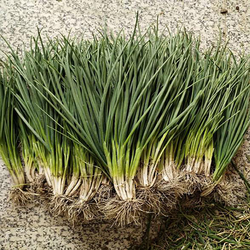 Factory Food Ingredient Scallion Powder - Image 3