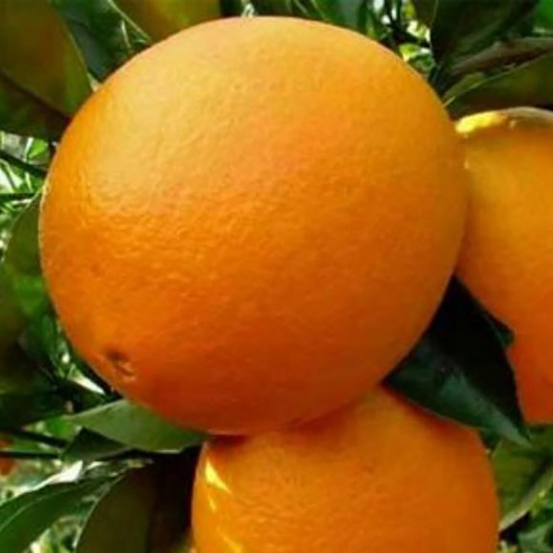 Factory Supply Meal Replacement Nutritional Orange Powder - Image 4