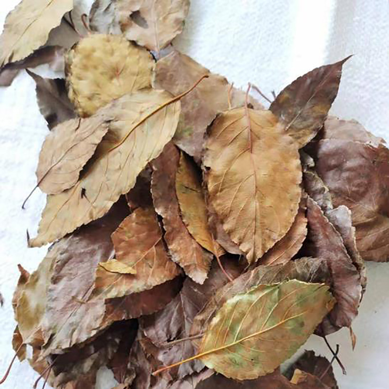 Medicinal Edible Herbal Tea Bulk Hawthorn Leaves - Image 2