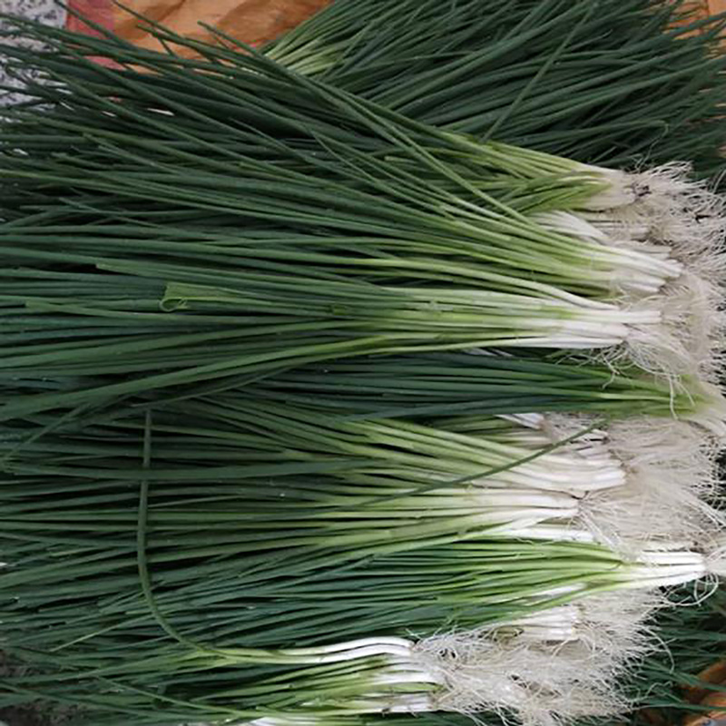 Factory Food Ingredient Scallion Powder - Image 2