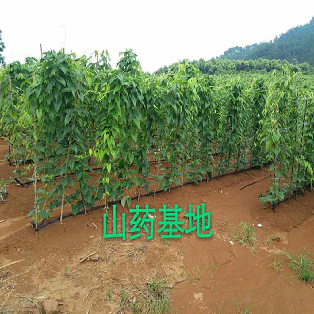 Sulfur-Free Huai Yam Slices Bulk - Image 3