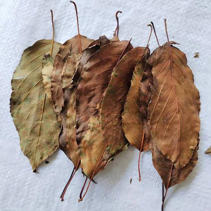 Medicinal Edible Herbal Tea Bulk Hawthorn Leaves - Image 3