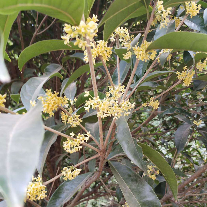 Factory Wholesale Dried Osmanthus - Image 2