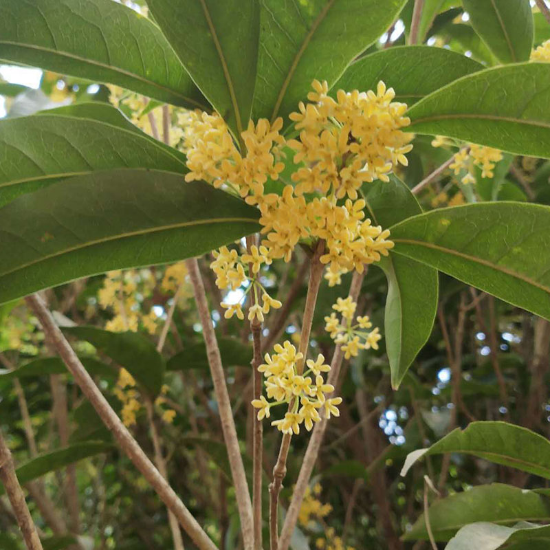 Factory Wholesale Dried Osmanthus - Image 3