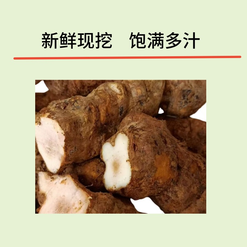Base Supply Organic Fresh Sarsaparilla - Image 3