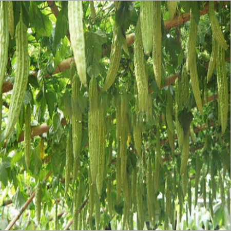 Factory Wholesale Edible Dehydrated Bitter Gourd Powder - Image 2