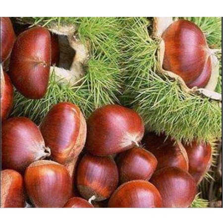 Factory Supply Instant Concentrated Chestnut Powder - Image 3