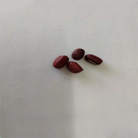 Factory Low-Temperature Baked Cooked Red Beans - Image 2