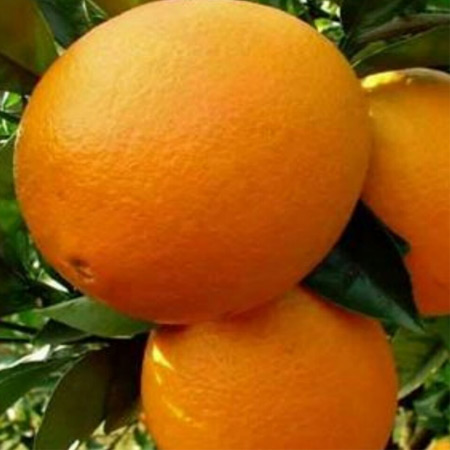 Factory Supply Dried Orange Slices Fragrant Orange Slices - Image 2