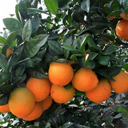 Factory Supply Dried Orange Slices Fragrant Orange Slices - Image 3