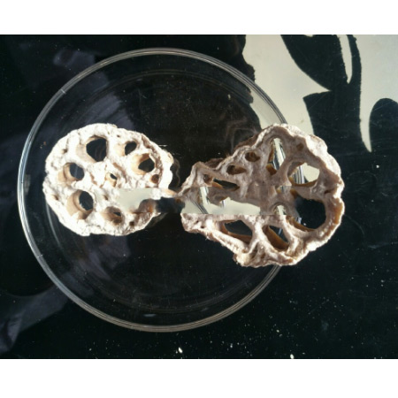 Low-Temperature Dehydrated Lotus Root Dried Slices Custom Wholesale - Image 4