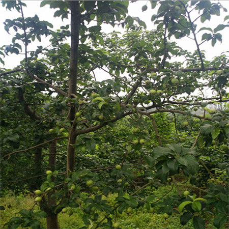 Guangxi In Stock Hawthorn Powder - Image 2