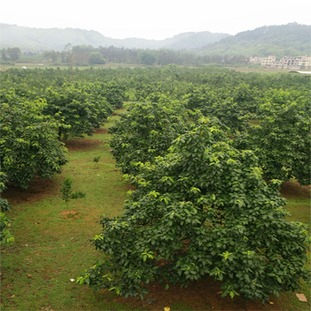 Guangxi In Stock Hawthorn Powder - Image 4