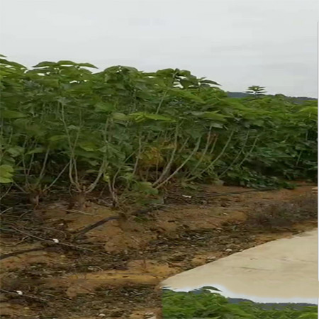 Factory Supply Guangxi Mulberry Leaf Powder - Image 2