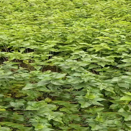 Factory Supply Guangxi Mulberry Leaf Powder - Image 3