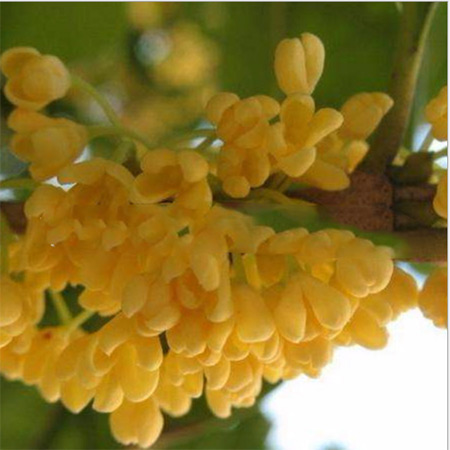 Edible Guangxi Osmanthus Powder Finished Product Bulk - Image 3
