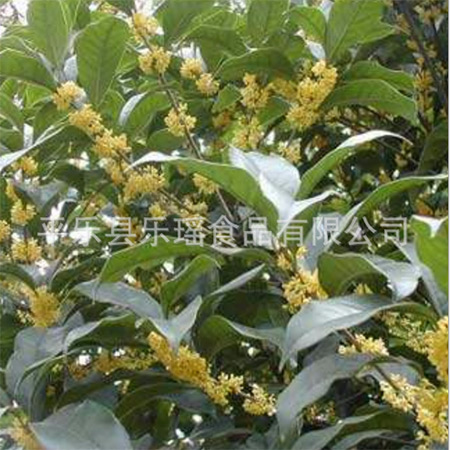 Edible Guangxi Osmanthus Powder Finished Product Bulk - Image 2