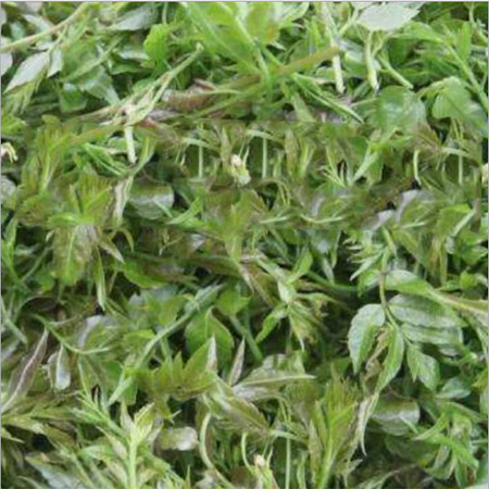 Herbal Tea Xihuang Grass Wholesale - Image 2