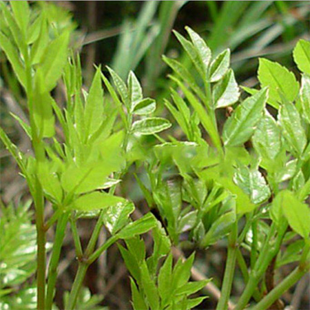 Herbal Tea Xihuang Grass Wholesale - Image 4