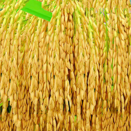 Mixable Beverage Whole Grain Meal Replacement Rice Powder - Image 2