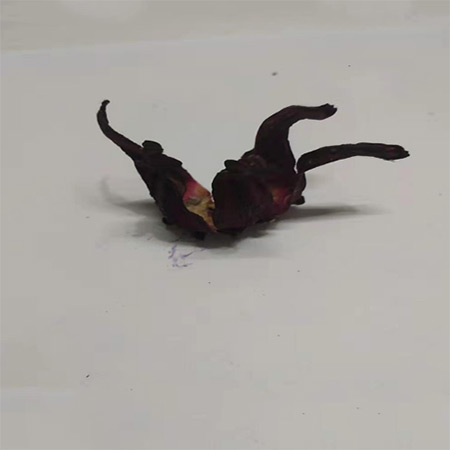 Factory Dried Roselle Hibiscus Flower Fruit Tea - Image 2