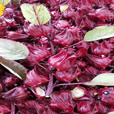 Factory Dried Roselle Hibiscus Flower Fruit Tea - Image 3