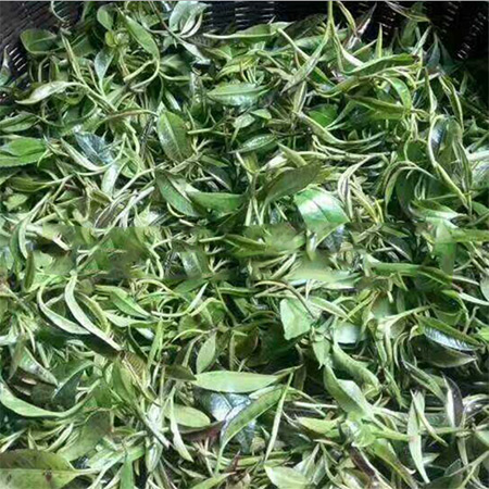 Factory Supply Guangxi Specialty Shiya Tea - Image 4