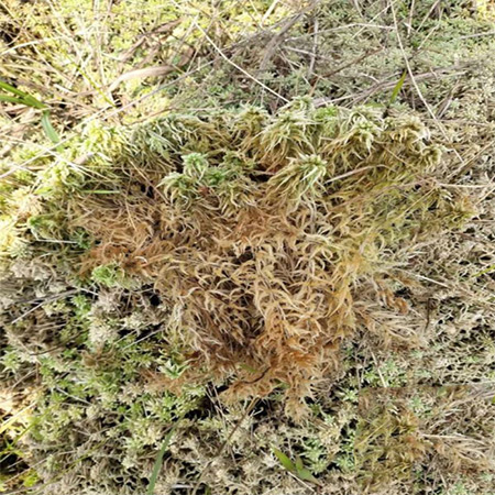 Wholesale Dried Moss Sphagnum - Image 2