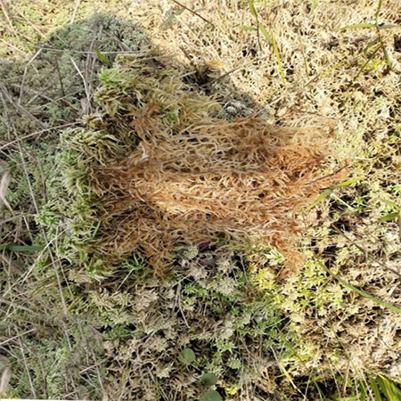 Wholesale Dried Moss Sphagnum - Image 3