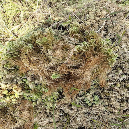 Wholesale Dried Moss Sphagnum - Image 4