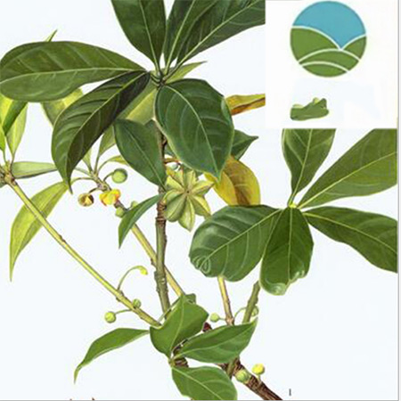Wholesale Guangxi Star Anise Leaf Powder BBQ Seasoning - Image 2