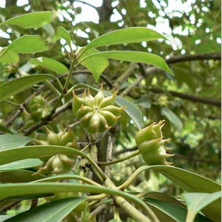 Wholesale Guangxi Star Anise Leaf Powder BBQ Seasoning - Image 4