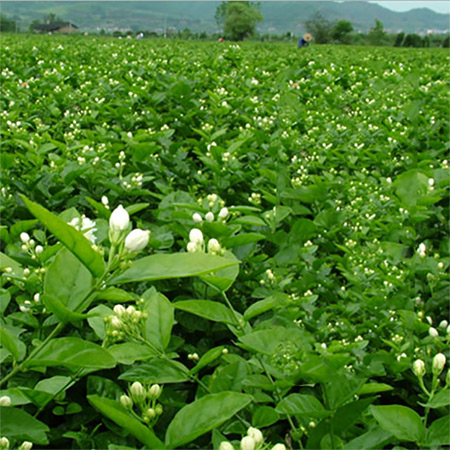Supply Guangxi Specialty Flower Fruit Tea Jasmine Powder - Image 4