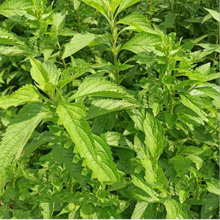 Origin Wholesale Production Medicinal Herb Xihuang Grass - Image 3