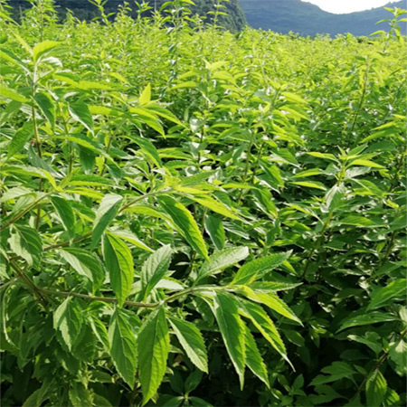 Origin Wholesale Production Medicinal Herb Xihuang Grass - Image 4