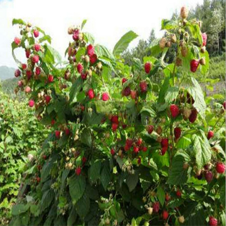 Factory Supply Pure Raspberry Dried Fruit - Image 2