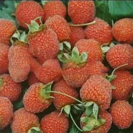 Factory Supply Pure Raspberry Dried Fruit - Image 3