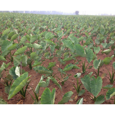 Factory Supply Taro Puree - Image 4